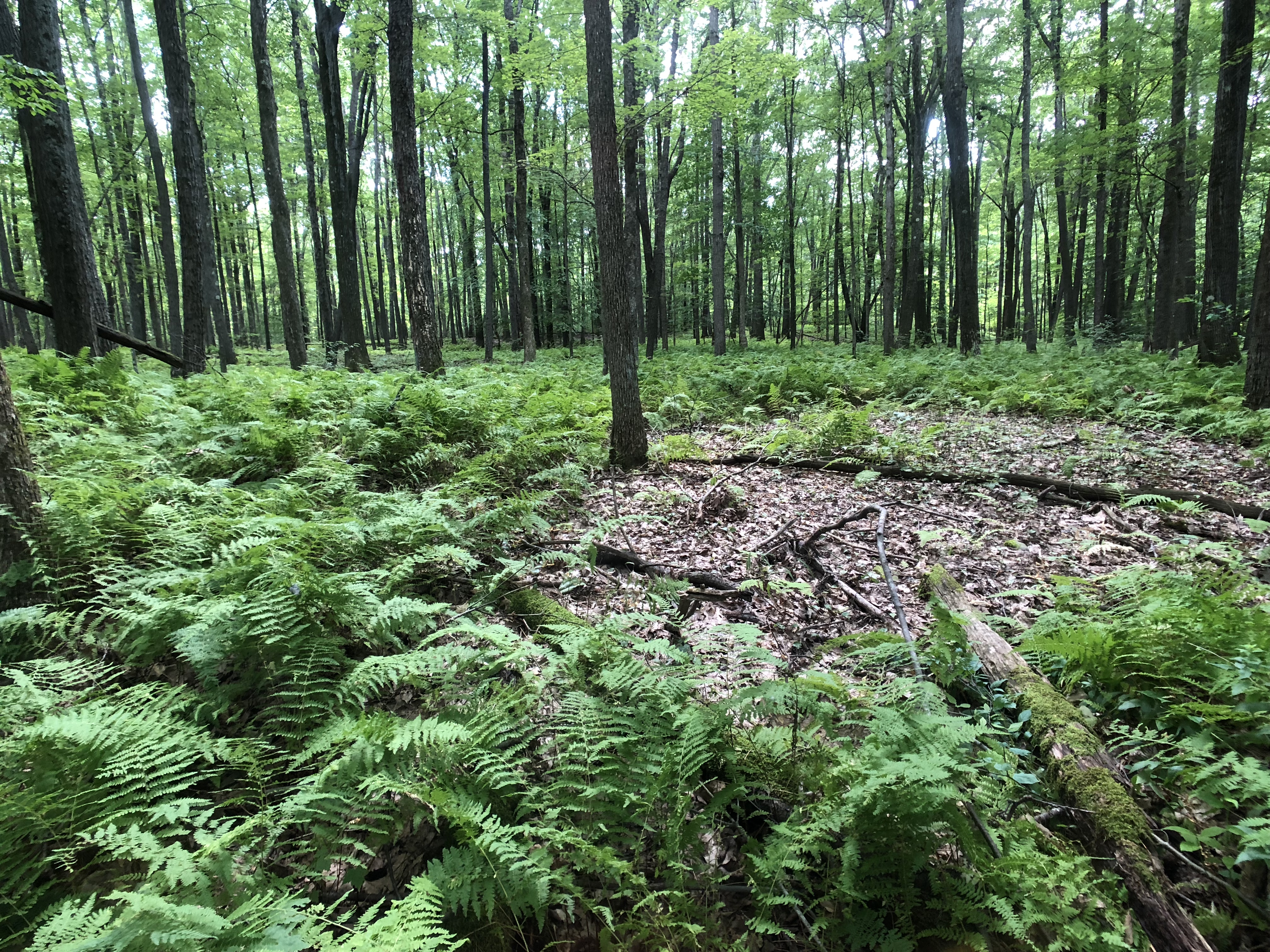 FA86C50D-F187-417D-9756-1C05BA0153D4